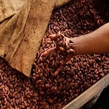 Mellow Roasted Coffee Beans Bag OEM Premium Arabica Coffee Vietnam 0,25kg High Quality Green Coffee 18 Drink Premium Grade 60 Kg