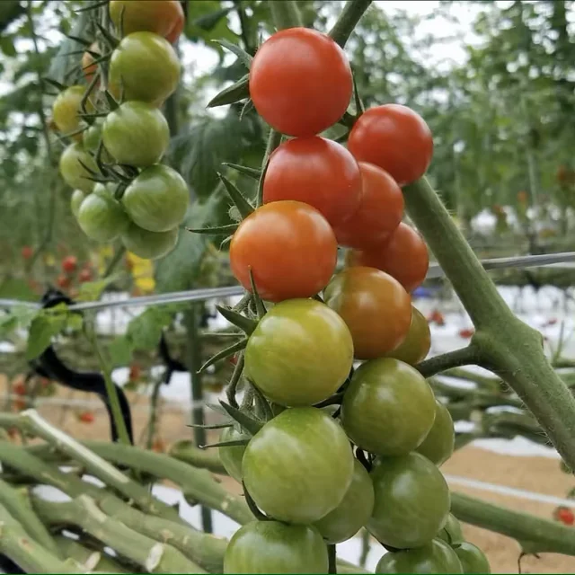 Crop 2024 fresh Thai tomato fresh tomato for sale export price