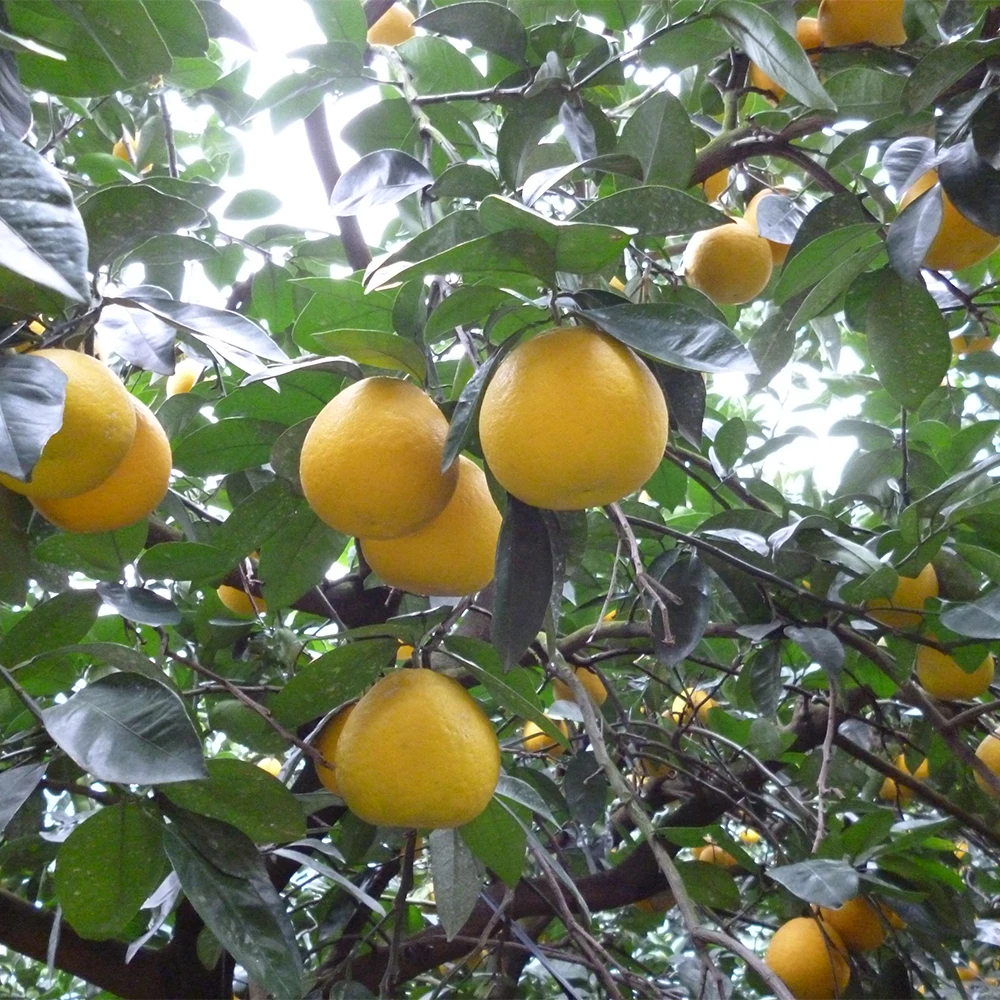 Mandarin Orange Jam Sauce Fruit Jam Handmade Sauce