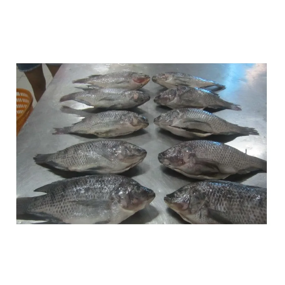 Cheapest Price Saefood Supplier Bulk Frozen Fish Tilapia | Whole Red Tilapia Fish With Fast Delivery