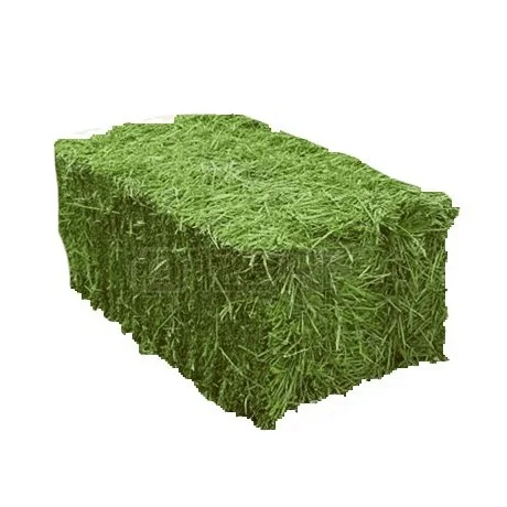 Hot Selling Price Of Alfalfa Hay / Alfalfa Hay For Animal feed In Bulk Quantity