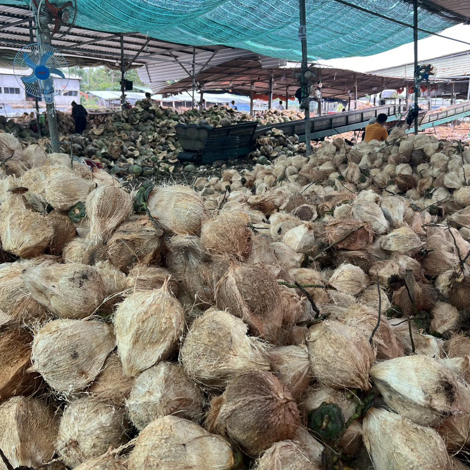 High Quality Semi Husked Coconut From Vietnam Hot Selling Brand Supplier Wholesaler Cheap Price