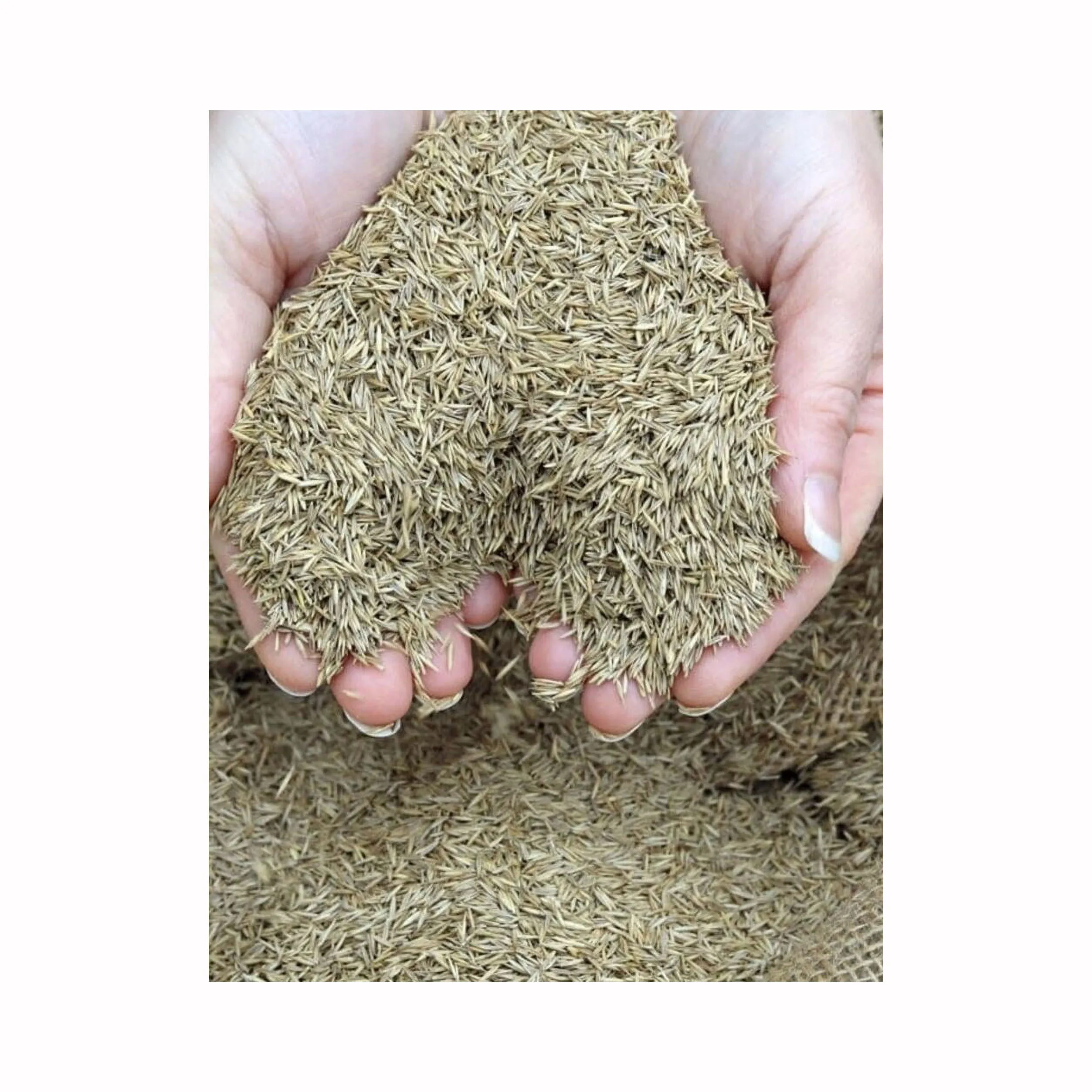 Wholesale High Quality Lawns Herbs in Bulk Fescue  Seeds for Sale From Perennial and Annual Herbs Supplier