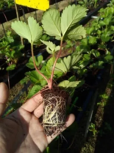 Best Seller COCO PEAT Block 5Kg Bales High Quality 100% Natural Not Washed Coconut Peat Prices Manufacturer Organic