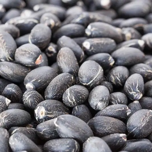 Jatropha Seeds Tree Species