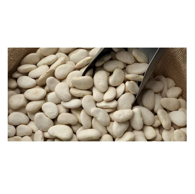 Wholesale Price Supplier of Large Lima Beans Bulk Stock With Fast Shipping