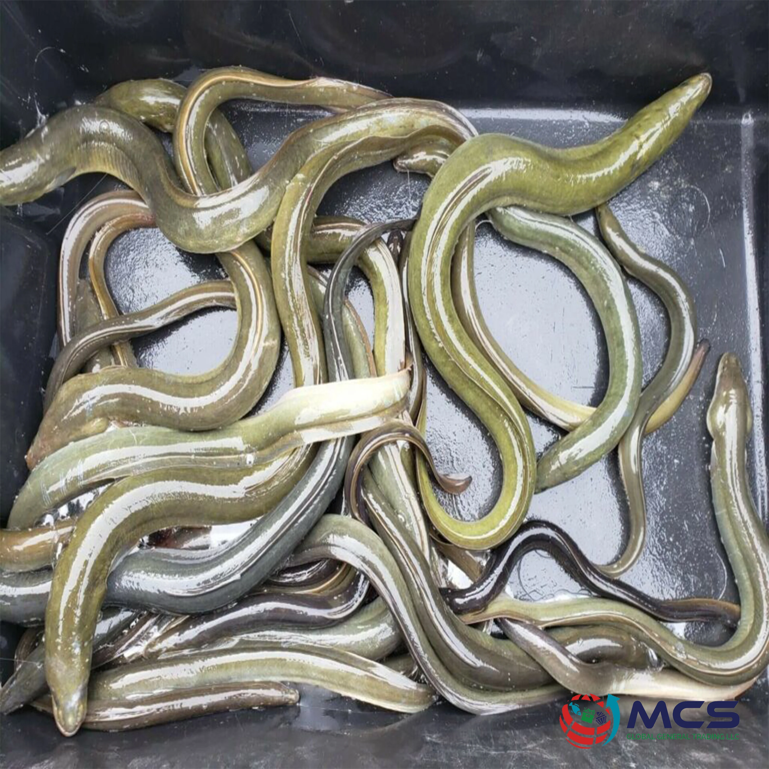 Fresh Eel Fish Hot Sale Our company delicious 100% Premium Quality Wholesale Frozen Conger Eel For Sale at low price