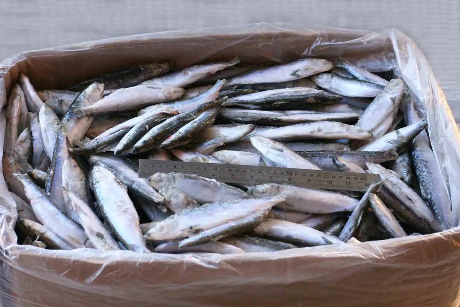 Bulk BC Whole Herring frozen whole pacific herring fish