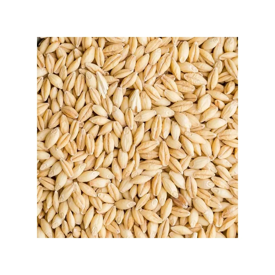 Best quality barley grain for malt, malted feed and malted animal feed