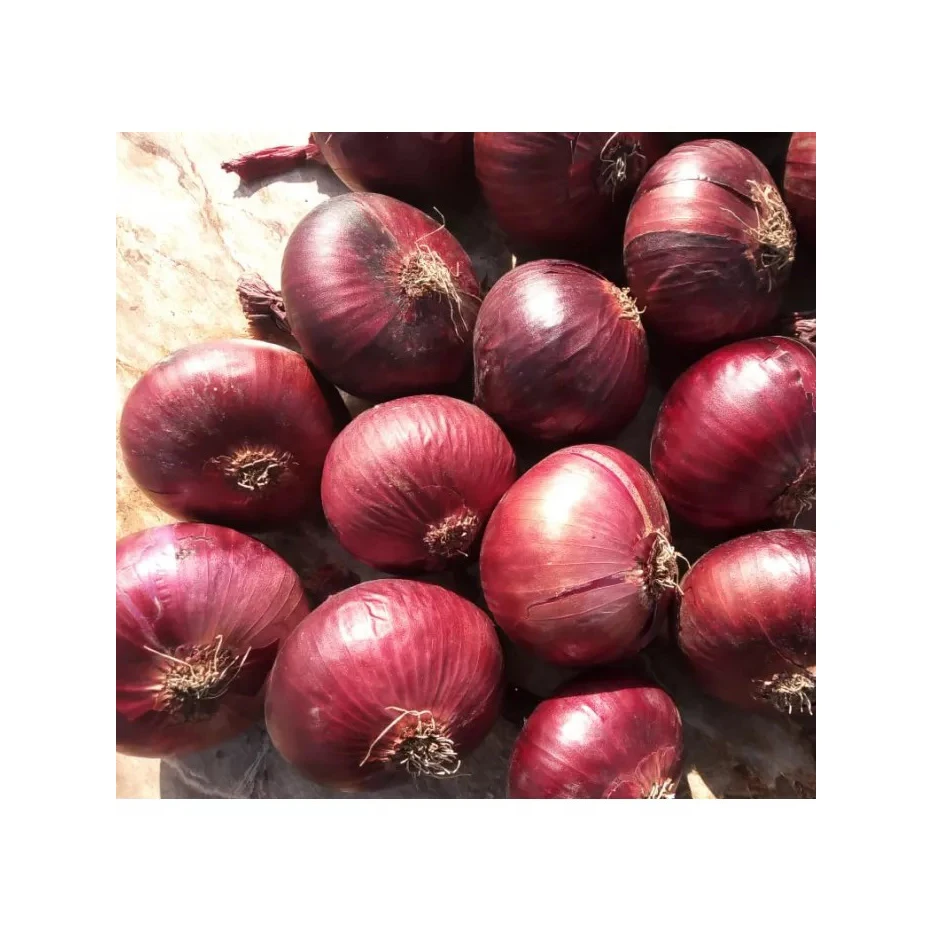Exporters Big Red Onion Fresh Red Onion