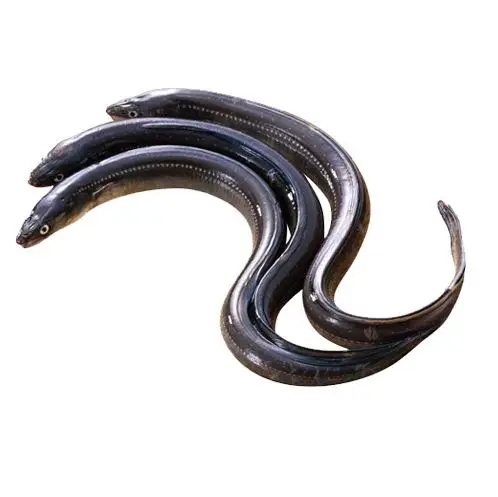 Factory Good Quality Export Oriented Fresh Live Eel Fish Wholesale in Cheap Price Live Eels Conger Eel AD Bangladesh Life Eat