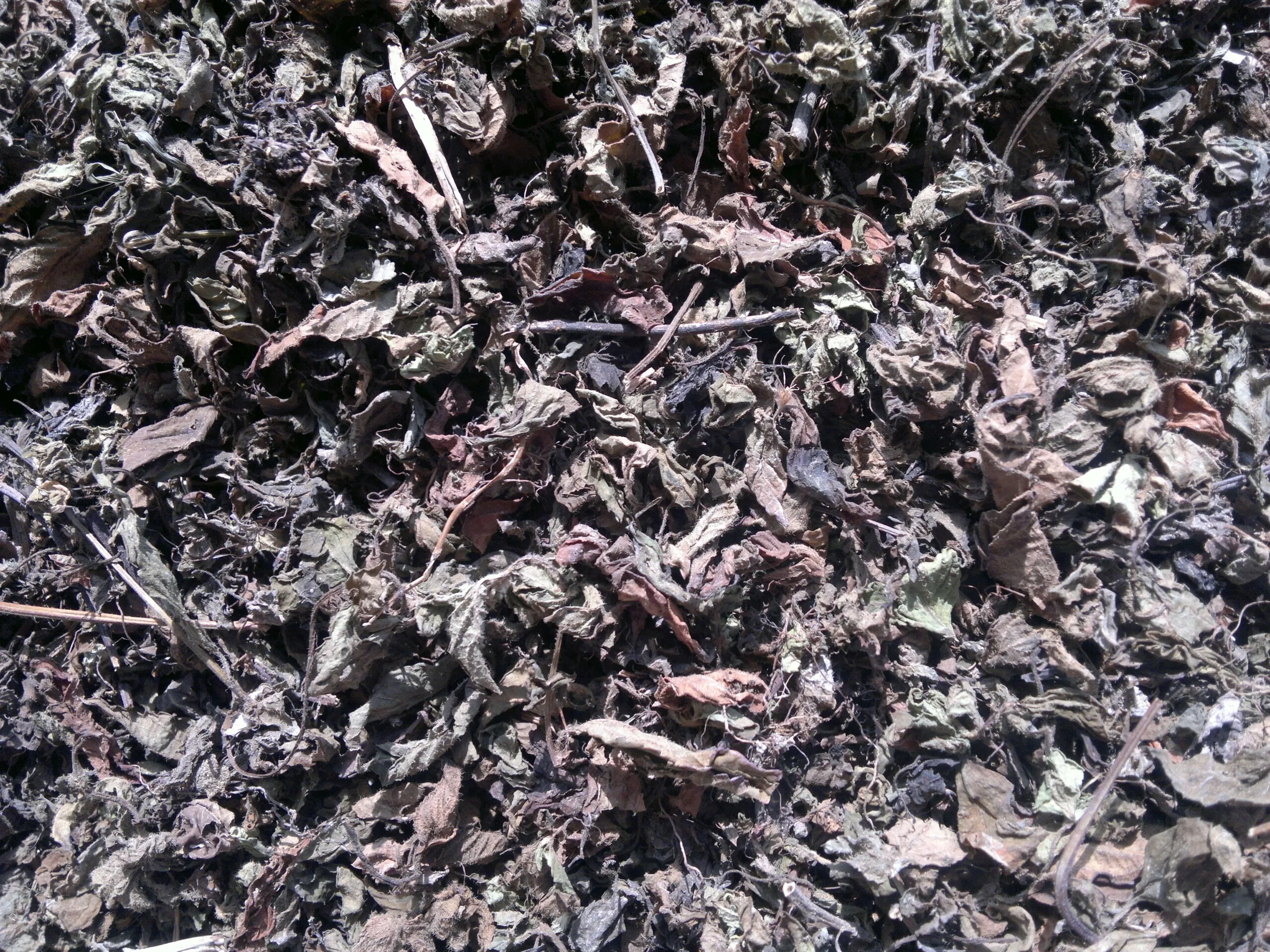 Оптовая продажа листья Gui Ling Gao/ Cincau Hitam для приготовления желе из черной травы травяной пудинг Вьетнама