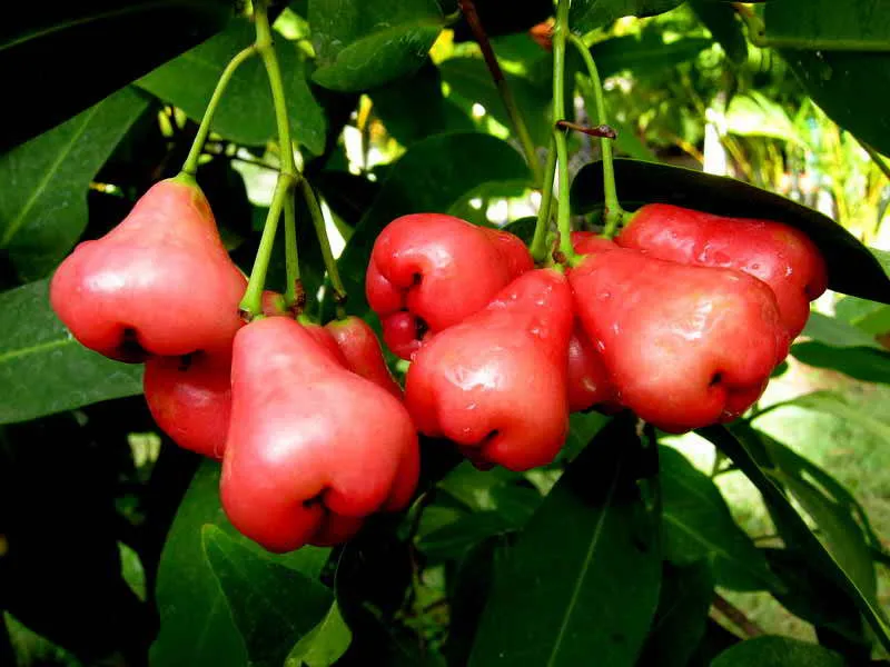 Fruit of syzygium aqueum - Bell fruit small sweet taste eaten fresh with high quality