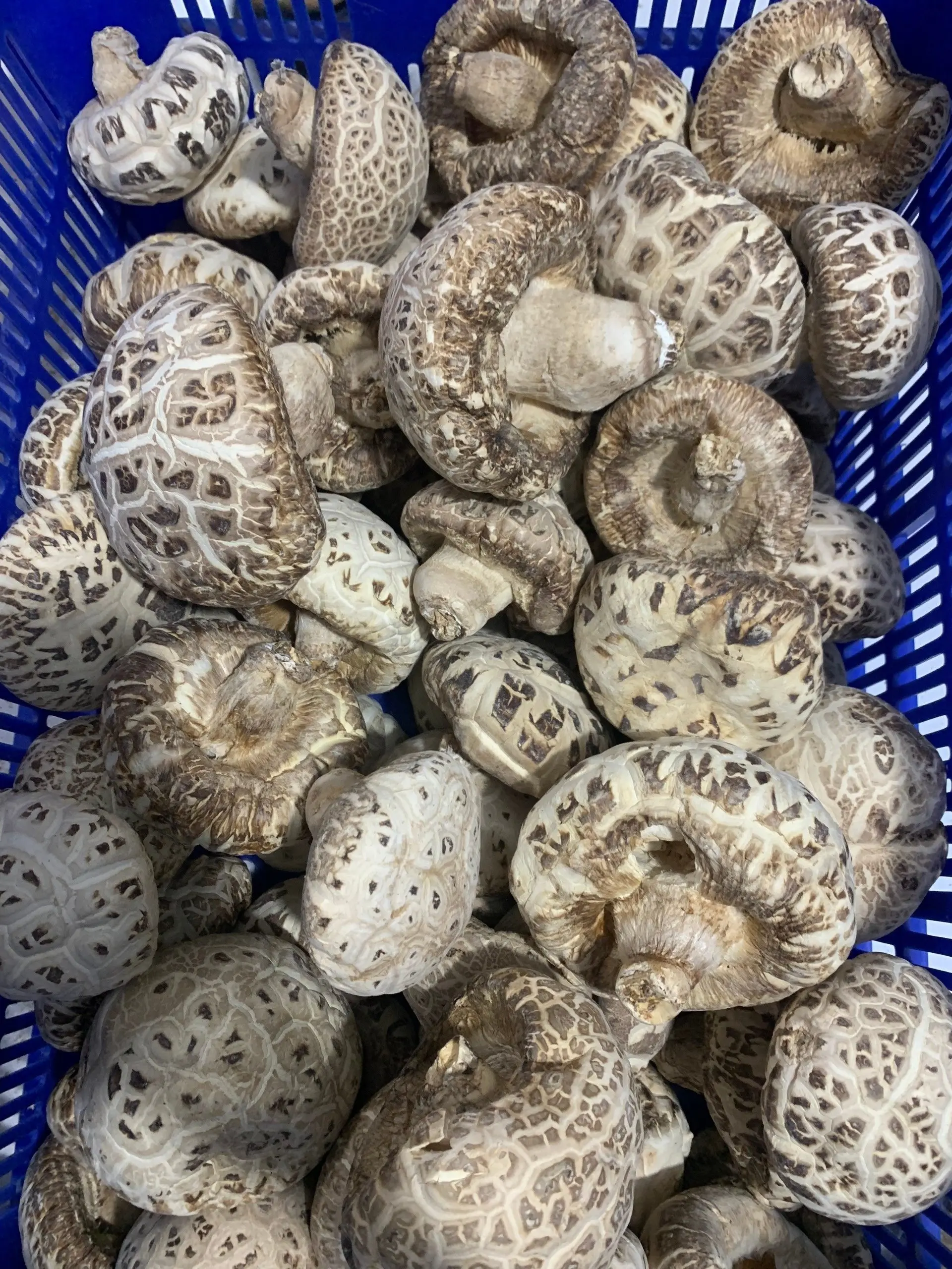 1kg 4cm Wholesale Bulk Dried Shiitake Mushroom Prices 99GD Raw Material Flavors High Quality