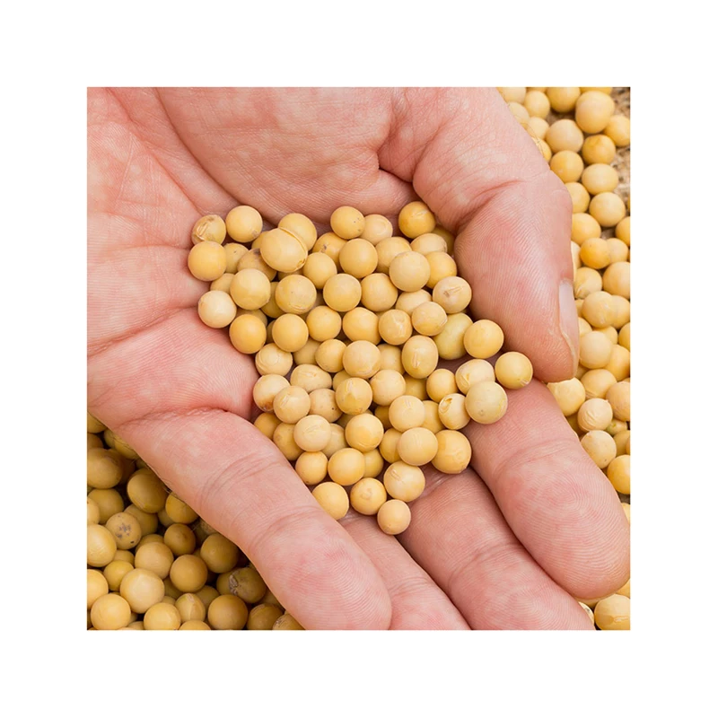 GMO and Non GMO Soyabean/Soybean for Sale Soybeans Soya Soja Bean Common High Quality