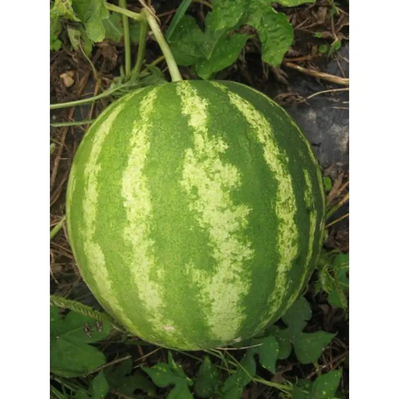 High purity for watermelon crimson sweet Good Germination Variety big Size Watermelon at Good price for export