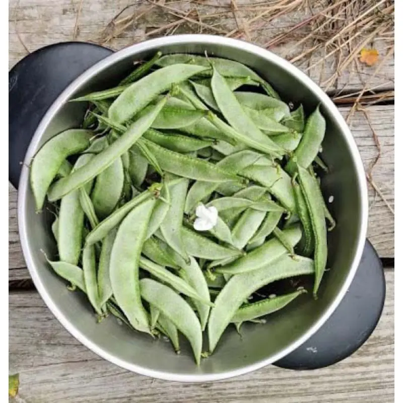 Лидер продаж экспорт для лабораторных бэнов (пансон) в баночке