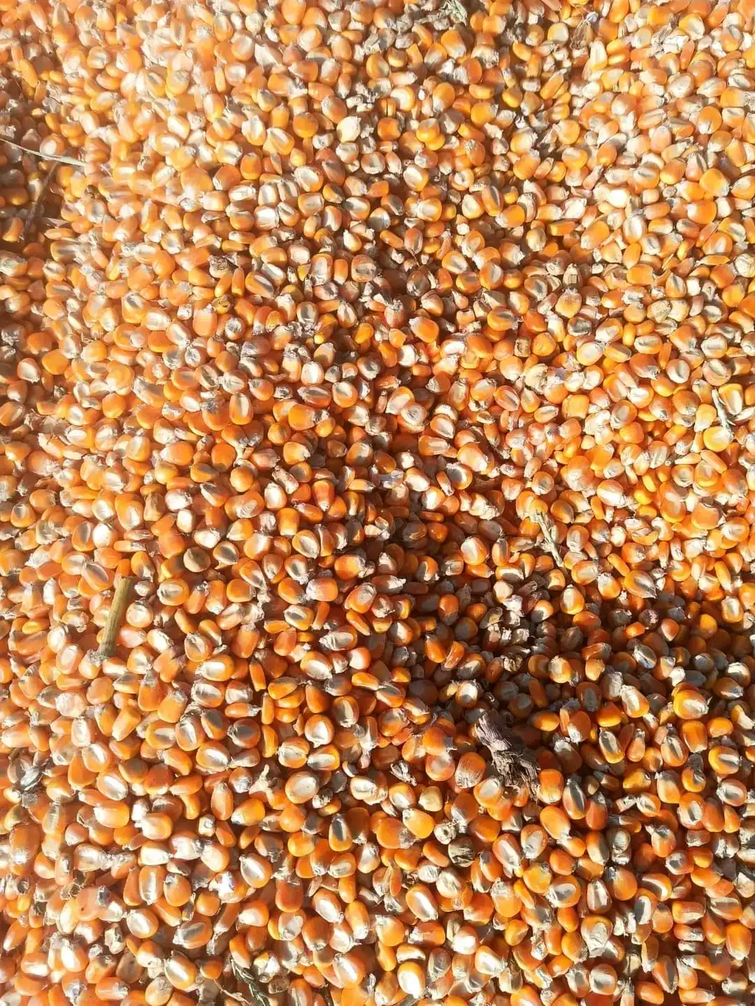 Import Yellow Maize Corn for Human  Consumption at wholesale Prices