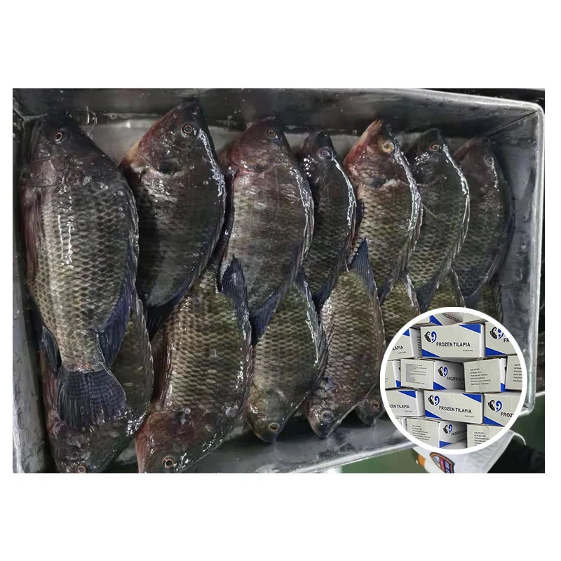fresh tilapia frozen fish health 600-800g live tilapia fish