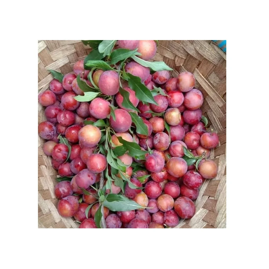 Premium Quality Juicy Fresh Plums Red Delicious Sweet Plum First Grade 100% Natural Fresh from Thailand Farm (10000008064241)