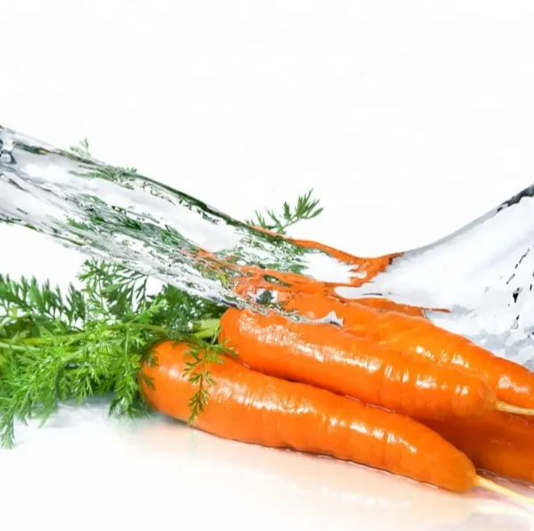 Fresh Carrot/ Direct Carrot Supplier / Carrot
