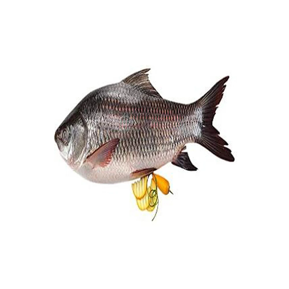 Frozen Fresh ROHU Fish prices wholesale