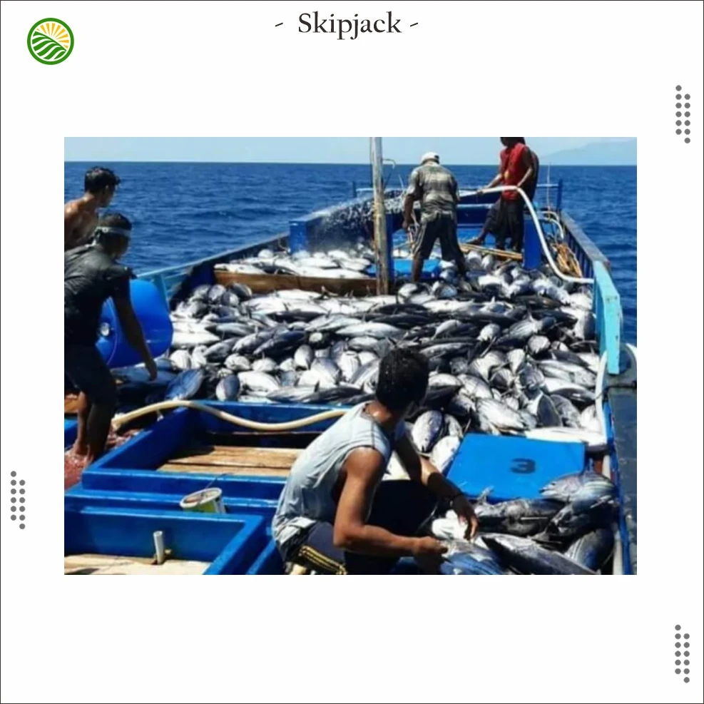 The best quality frozen whole Skipjack Tuna from Indonesia Export Standard
