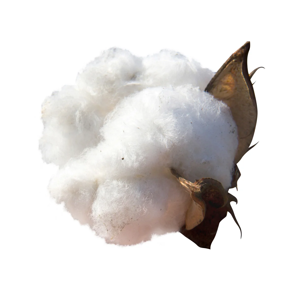Quality rolled cotton cellulose in bulk manufacturer price cellulose cotton