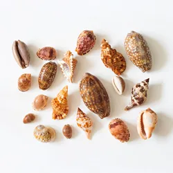 Ocean big size tridacna gigas large seashells natural sea shells home decor gift souvenir best selling