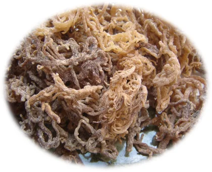 paste-pic-dp_uuid_zth04