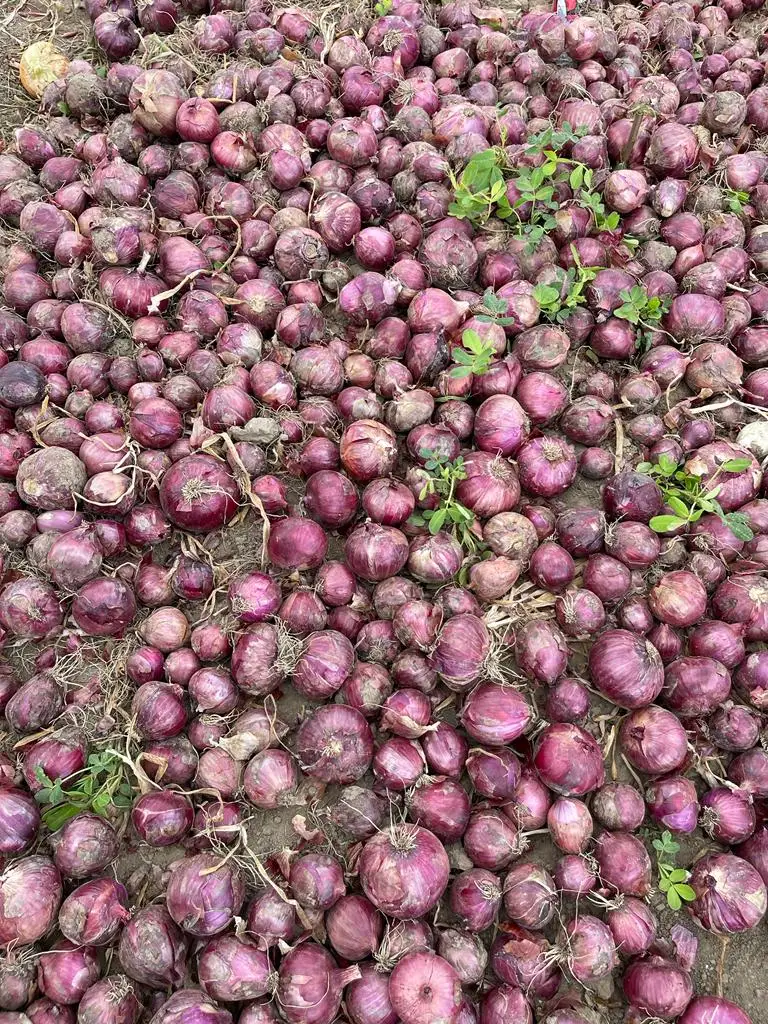 New Crop %100 Organic Onions Hot Sale Class A Onions Premium Quality Fresh Onion - Made in Turkey