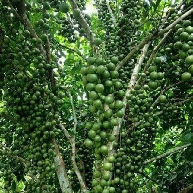 Macadamia Nuts Made Viet Nam Crop  High Quality Healthy And Delicious Manufacturing With Good Price Ms.Tina +84 96 871 5470
