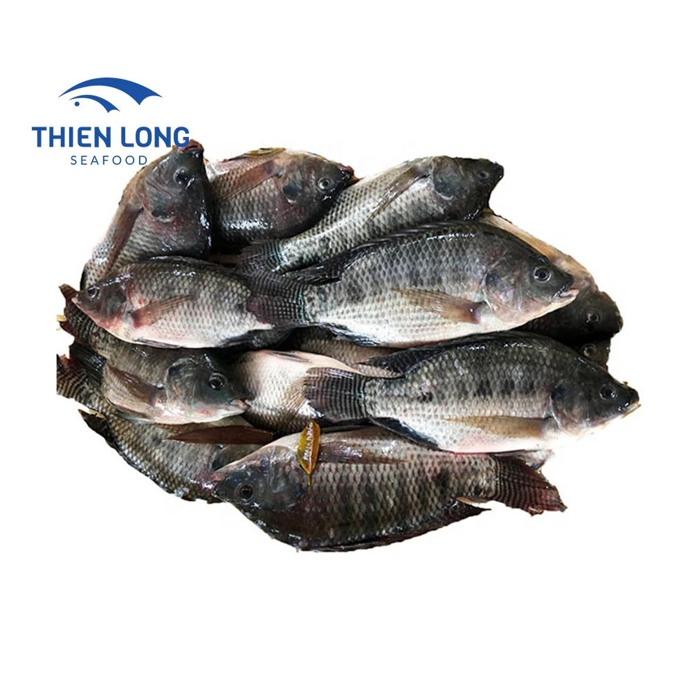 Wholesale Low price Hot Sale Whole Round Live Black Fresh Tilapia Fish From Vietnam