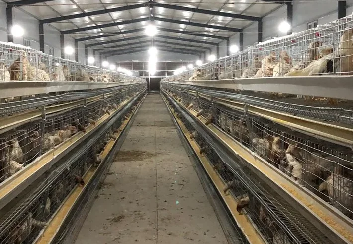 Modern H-Type Design Automatic Chicken Cages for Poultry Farms Steel Material Portable Animal Bird Houses New Used Condition