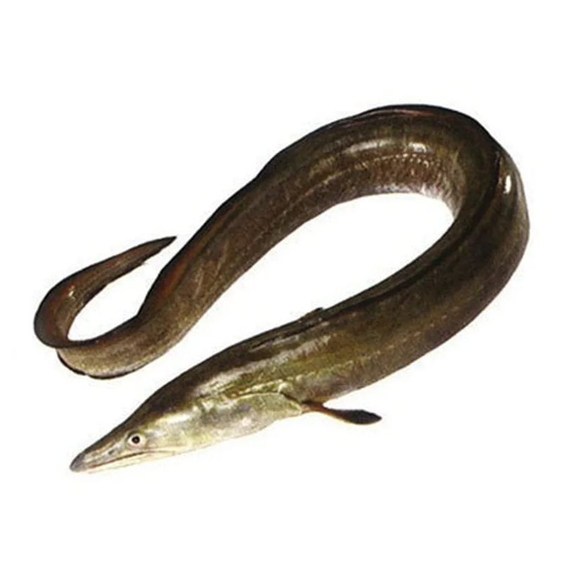 High Quality Frozen Seafood Whole Eel Fish At Cheap Price Manufacturer From Germany worldwide Exports