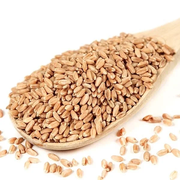Cheap Price Wheat grain seed White Soft and Hard Wheat Grains for Sale