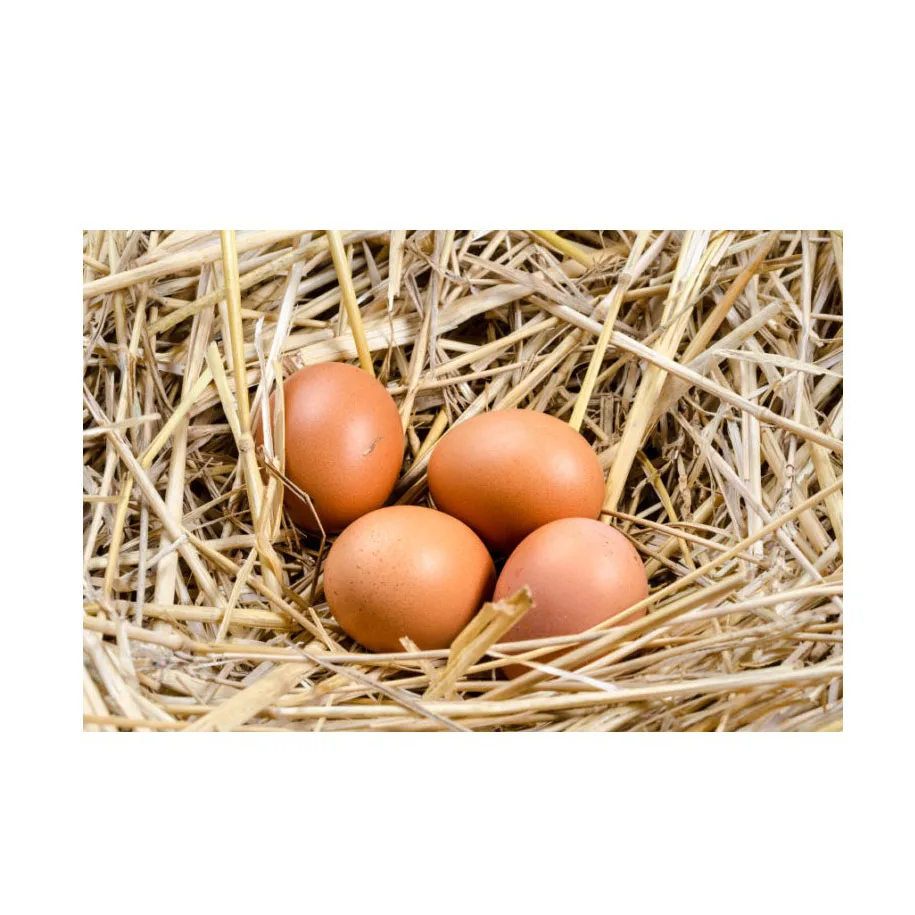 High Quality Factory Direct Price Farm Fresh Brown Table Chicken Eggs Supplier Wholesale Fresh Brown Table Eggs Chicken Eggs