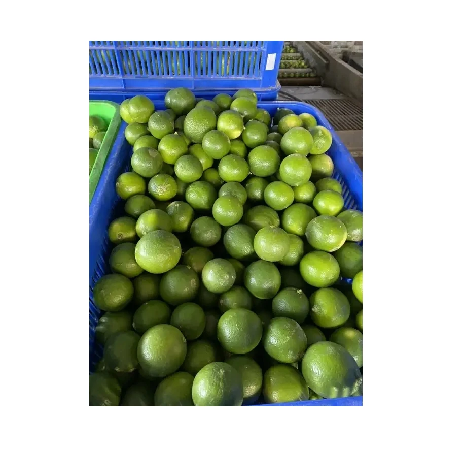 High Quality Seedless Lime All Size Fresh Seedless Lime Green Seedless Lemon from Vietnam with good price