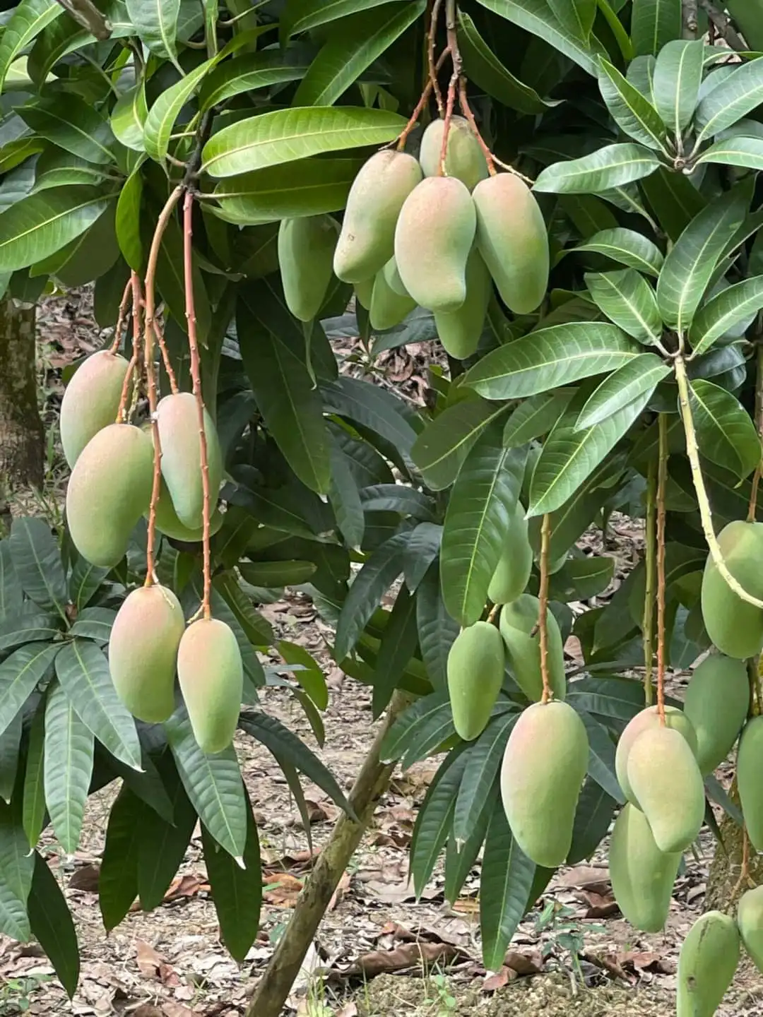 Best Selling Best Quality Fresh Green Mango Golden Nam Dok Mai Mango Grade A Size 250-350 Gram Weight 15 Kilogram Fruit Vietnam