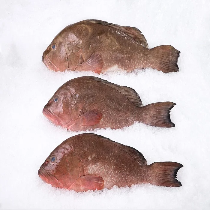 Premium Quality Hot Selling Bulk Supply Natural Clean Delicious Seafood Frozen Red Grouper Fish for Bulk Buyers