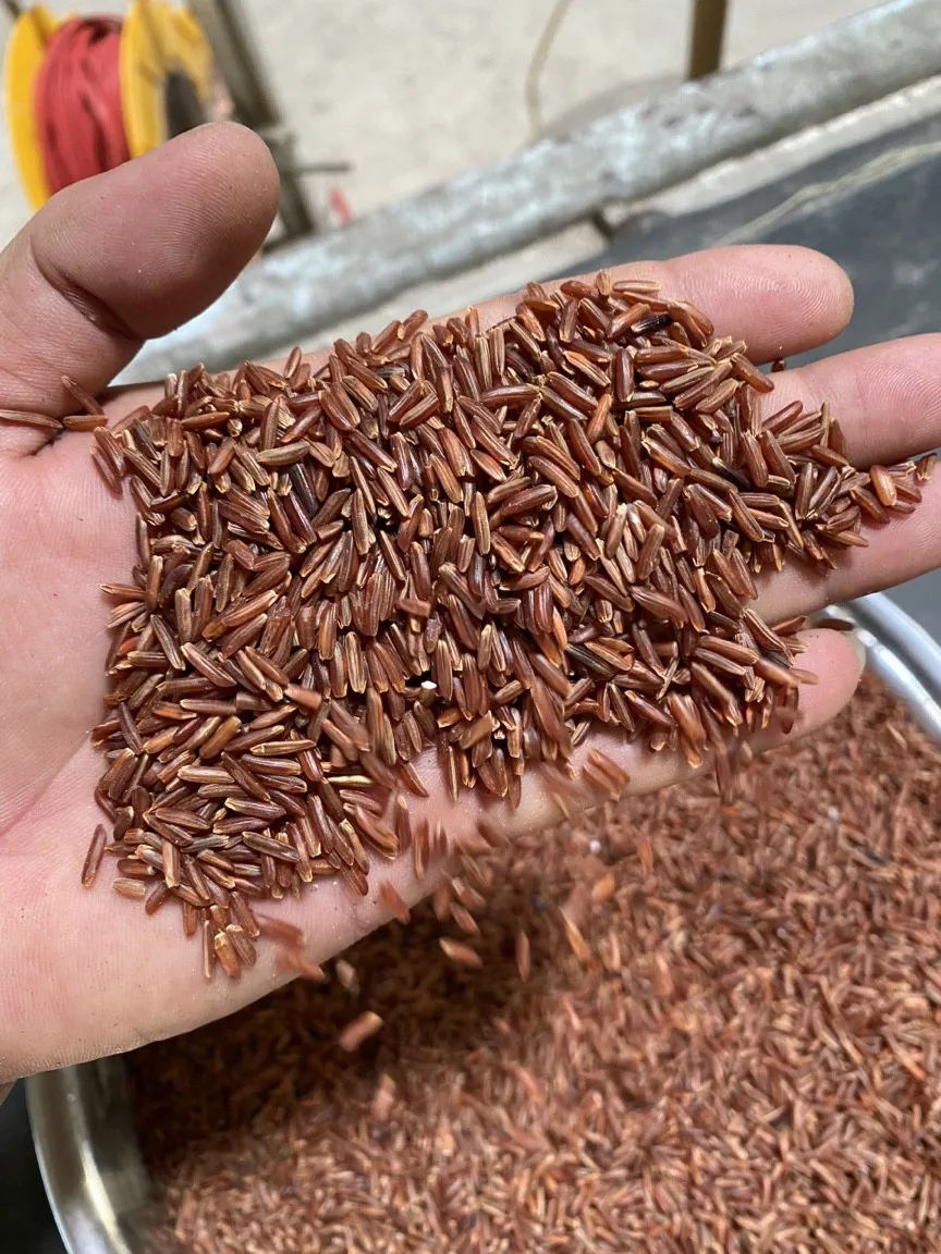 Organic Red Rice - Organic Jasmine Rice 1Kg Premium Quality Riz Good Price VILACONIC +84 914737413 Ms Alice