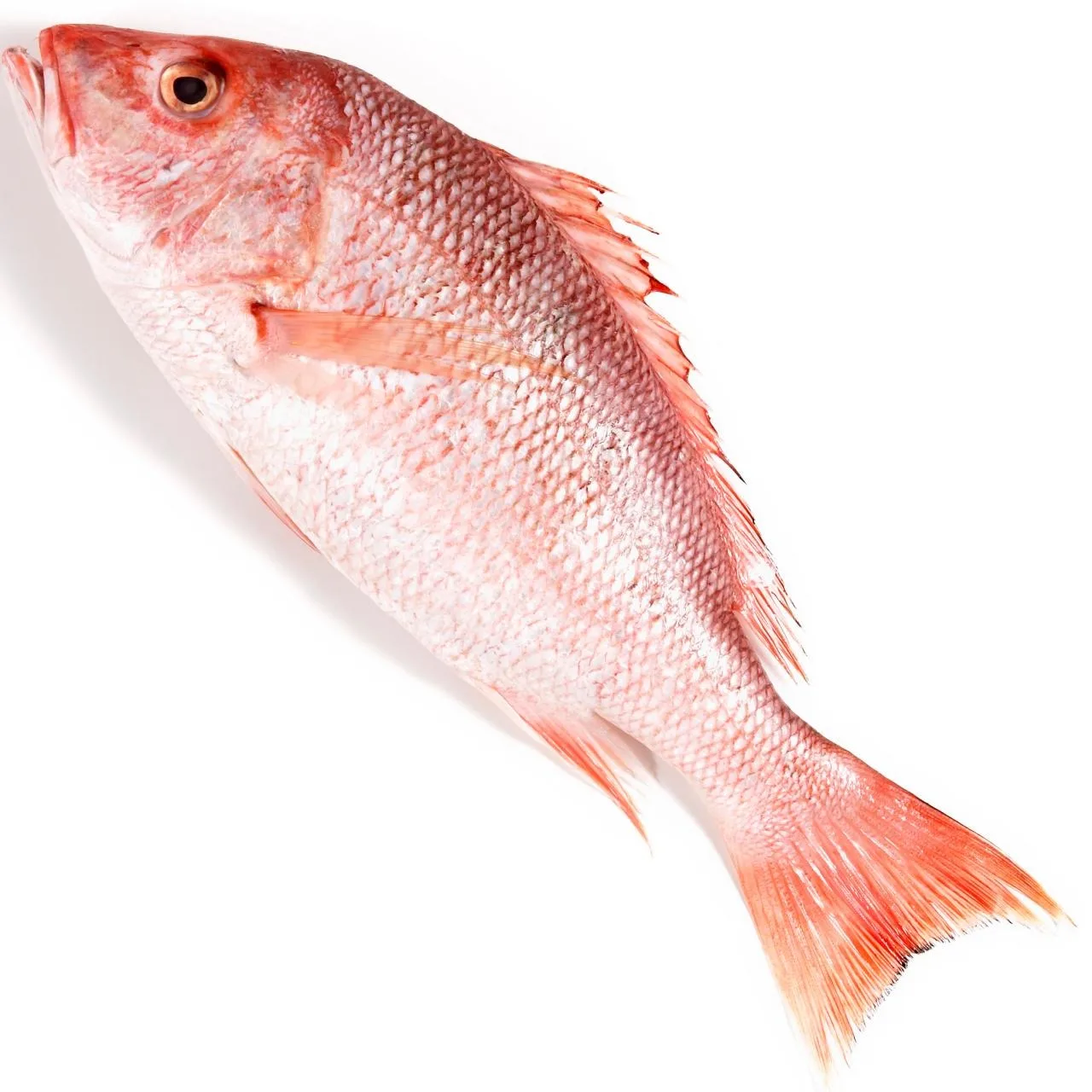 New Product Type Fish Frozen Fresh Red Seabream 300-500g for Seafood Importers Wholesale Top Quality Supplier