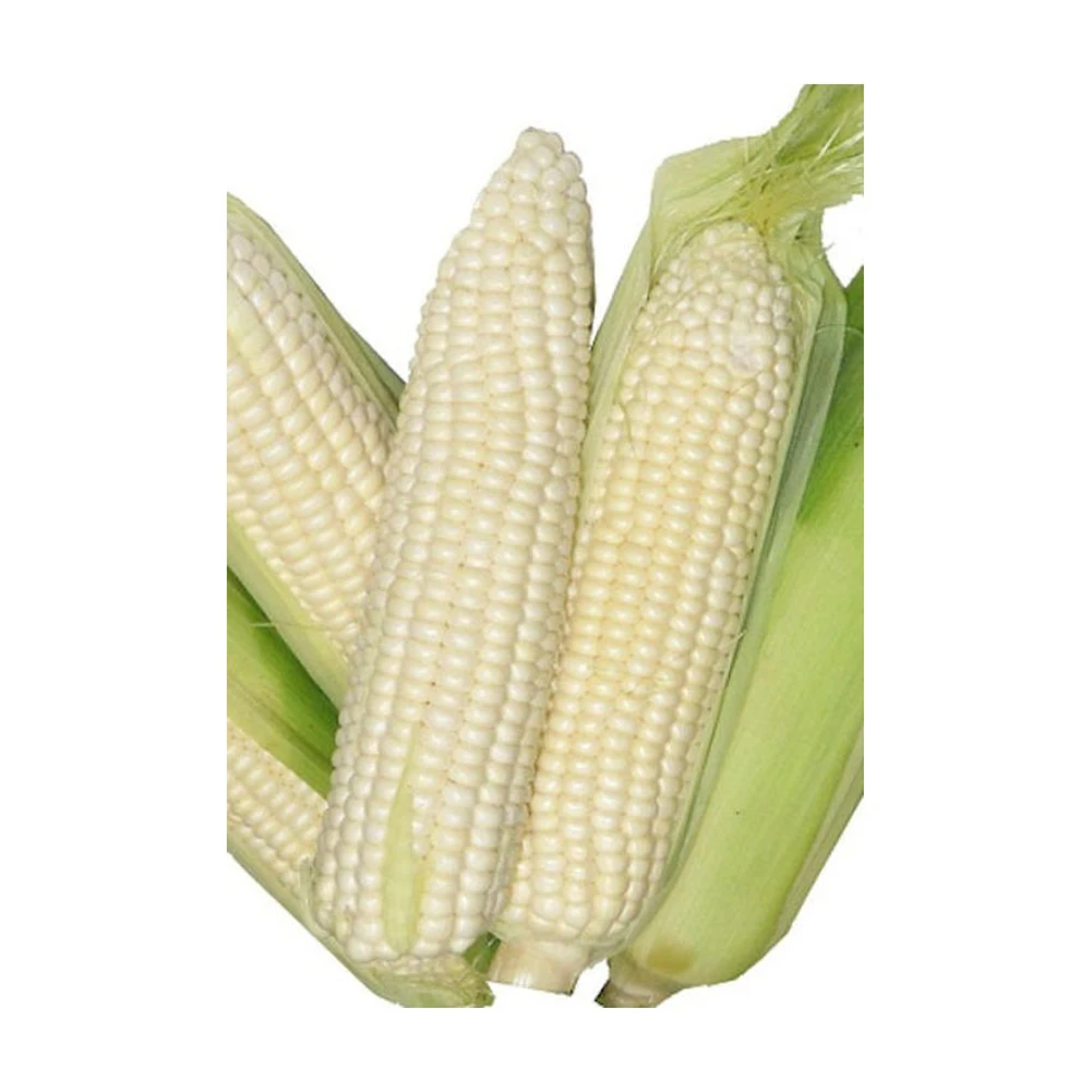 Selected feed corn an excellent food supplement for birds and animals raised for fattening, corn animal feed