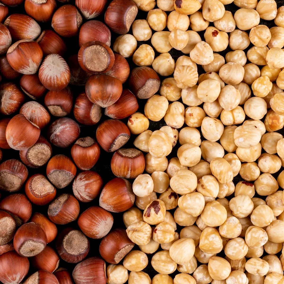 Wholesale Supplier Hazelnut Best Quality Hazelnuts For Sale In Cheap Price