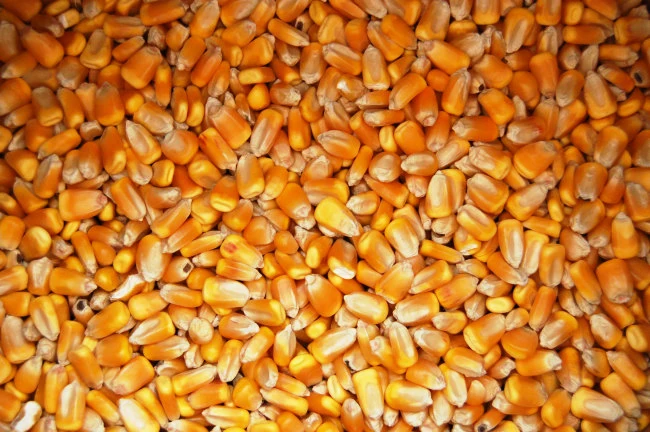 White and Yellow Corn High Quality Yellow Maize Corn for Animal Feed Supplier