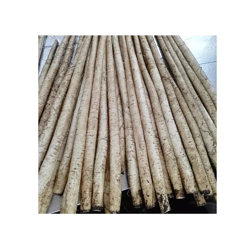 Best Quality Hot Sale Price Fresh Vegetables Burdock Root