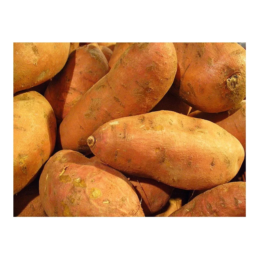 Свежий белый Ям/фиолетовый Ям питательный вкусный от Вьетнама-оптовая продажа сельскохозяйственных продуктов