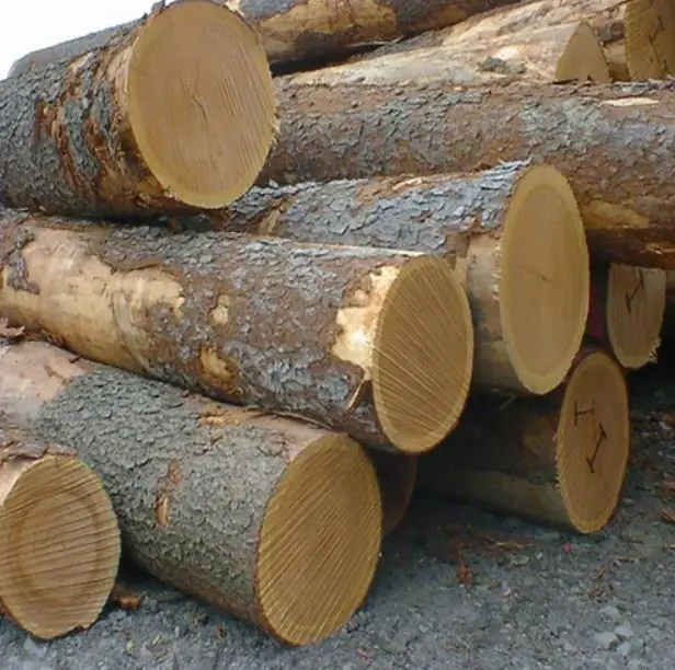 White Bilinga Wood Round Logs For Sale| Timber wood for sale