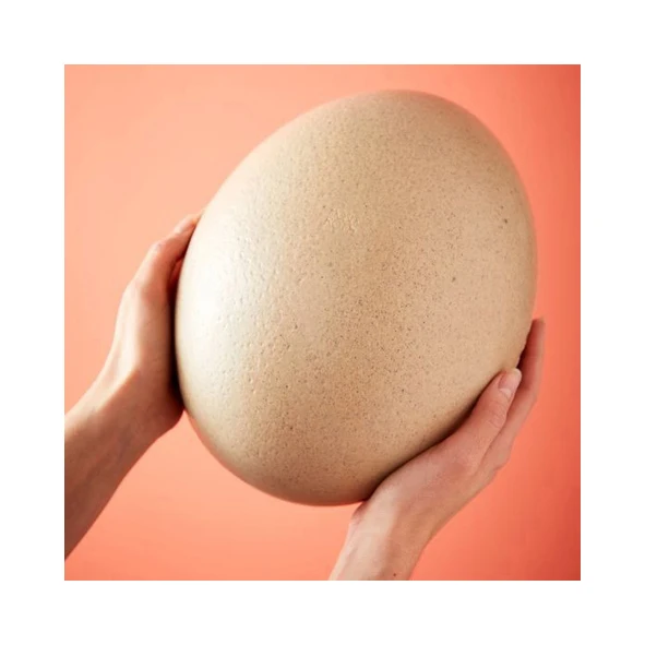 Оплодотворенные страусиные яйца на продажу яйца страусиные яйца, куриные яйца, яйца индейки свежие столовые яйца