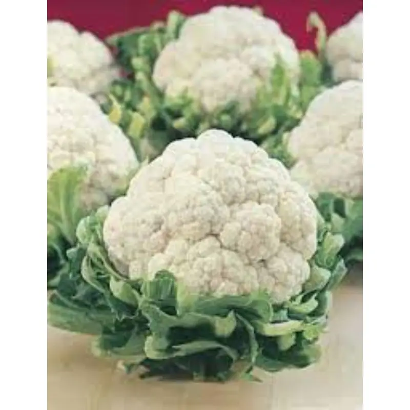 MN GLOBAL IMPEX 2022 best production for Cauliflower California Wonder